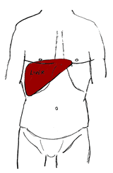 iagram Showing Position of Liver